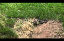 Wąż więzi małego królika, mama przybiega i daje popalić oprawcy.