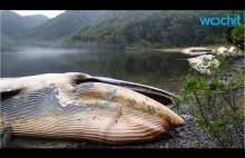 W Chile znaleźli prawie 40 martwych wielorybów – sejwali
