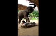 Słoń masażysta