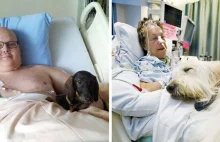 Szpital pozwala zwierzętom na odwiedzanie ich chorych właścicieli