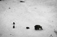Małe niedźwiadki buszują już w Tatrach. Wyjątkowe zdjęcia słodziaków