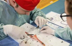 Studenci z Olsztyna mistrzami Polski w szyciu chirurgicznym