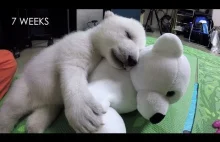 Dorastający niedźwiedź polarny