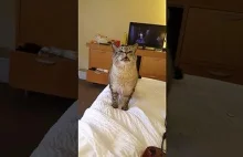 Kiedy kotu zbiera się na kichanie