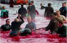 Rytualna rzeź delfinów na Wyspach Owczych (niezależna część Danii)
