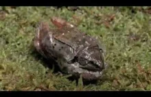 Kanadyjska żaba z funkcja zamarzania