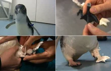 Sympatyczny pingwin stracił łapkę, dostał więc protezę. Znów może chodzić- wideo