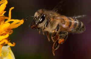 Varroa destructor zabójcą pszczół?
