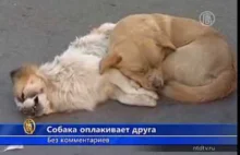 Pies opłakuje zabitego przyjaciela