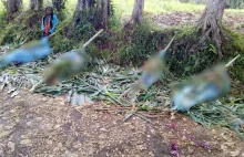 Masakra w Papui-Nowej Gwinei. Tragiczny bilans walk plemion