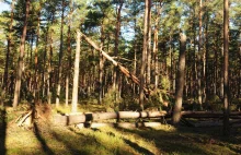 Usuwanie martwego drewna z lasu zmniejsza różnorodność biologiczną