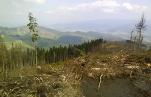 Beskidzkie lasy umierają