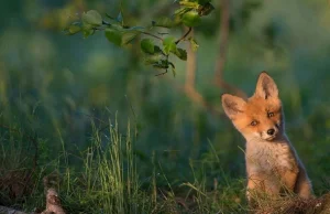 National Geographic’s Top 20 - Najlepsze zdjęcia 2015