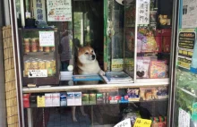 Ten pies otwiera okno dla klientów w małym japońskim sklepie z papierosami.
