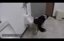 Pies korzystający z toalety publicznej