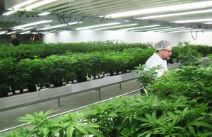 Pacjenci medycznej marihuany w Kanadzie będą mogli uprawiać własne rośliny