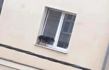 Poznań: Wystawili psa na parapet i zamknęli okno