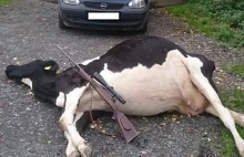 Myśliwy zabił krowę dla zabawy!