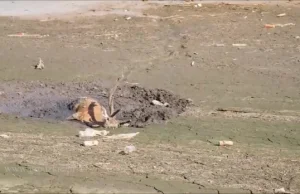 Jeleń topił się w mule. Ratowało go kilkanaście osób | wideo