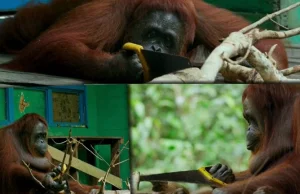 Orangutanica znalazła w dżungli piłę. I sama nauczyła się z niej korzystać