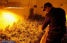 Nielegalna plantacja marihuany w stodole!