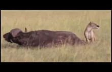 Podstępna hiena powala bawoła