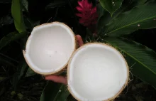 Gadżet Mama | Olejowy, król kokosowy..