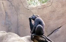 Szympans z premedytacją