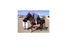 Arab dosiada konia