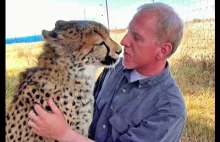 Gepard jednoczy się z człowiekiem po roku nieobecności i mruczy jak kot domowy.