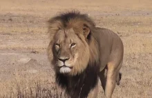 Zabójca lwa Cecila bezkarny