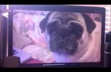 Paranormal Pugtivity