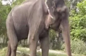 Uwolnienie słonia po 50 latach niewoli.