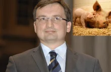 Oficjalnie: Nie będzie 3 lat pozbawienia wolności za ubicie świni bez zezwolenia