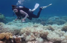 Już dwie wielkiej rafy koralowej są nieodwracalnie uszkodzone : ( !