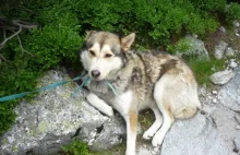Ranny pies porzucony na skałach, na szczycie Tatr - potrzebna pomoc !