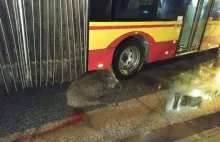 Dzik przytulony do autobusu na Mokotowie.