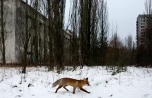 Katastrofa w Czarnobylu mogła również zbudować raj (dla dzikiej natury).