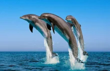 Skąd pochodzą wieloryby? Fascynująca ewolucja waleni