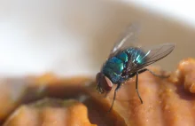 Co się dzieje, kiedy mucha usiądzie na jedzeniu?
