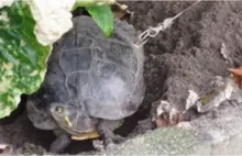 Niemiec uwięził żółwia na łańcuchu w ogrodzie przed swoim domem i wyruszył...