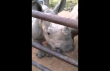 Młode nosorożce dopominające się o śniadanie
