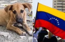 Wenezuela. Nie ma już bezdomnych psów w Caracas, zostały zjedzone