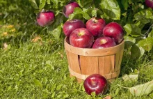 Rekordowe zbiory jabłek w Polsce