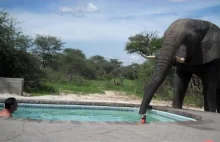 Słoń z krótką wizytą w basenie