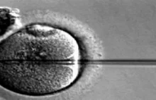 Pomylili się przy in vitro. Klinika upadła - pieniądze trafiły do placówki...