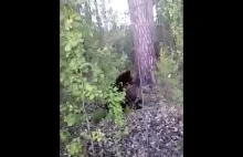 Lepiej nie denerwować niedźwiedzia.