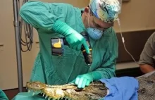 operacja krokodyla