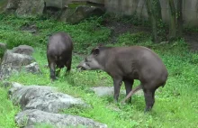 Męski tapir nie może uprawiać seksu