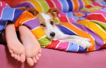 Spanie z psem w jednym z łóżku - pozwalać czy nie pozwalać?